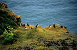 ISLANDA Meraviglie della natura 190R97-623 Pin